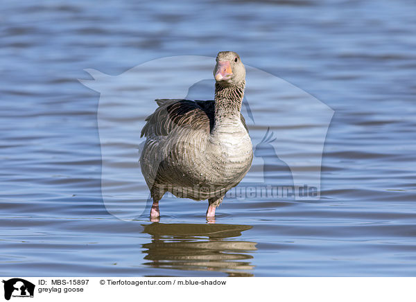 greylag goose / MBS-15897