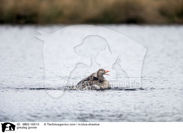 greylag goose / MBS-16610