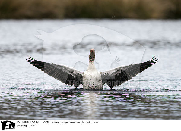 greylag goose / MBS-16614