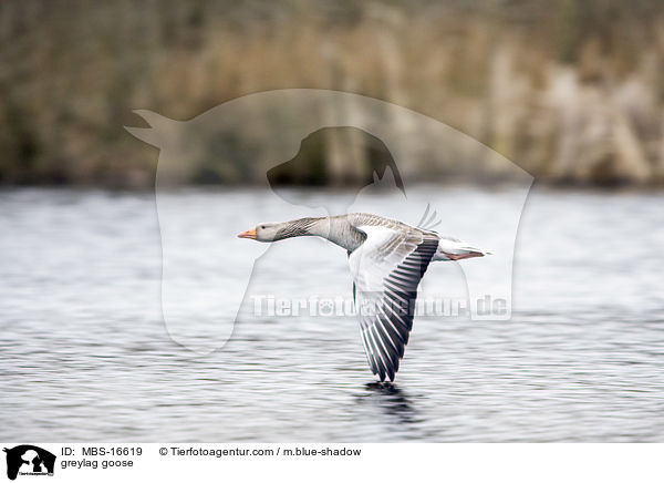 greylag goose / MBS-16619