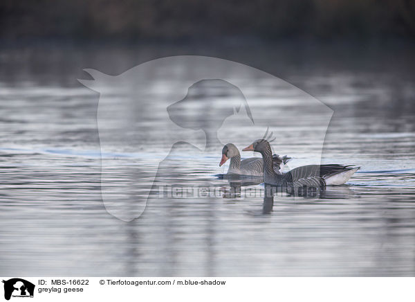 greylag geese / MBS-16622