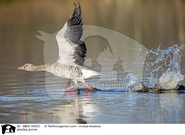 greylag goose / MBS-16623