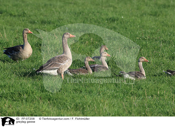 greylag geese / FF-07208