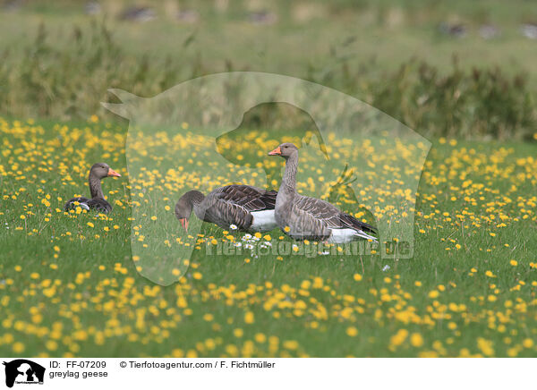 greylag geese / FF-07209