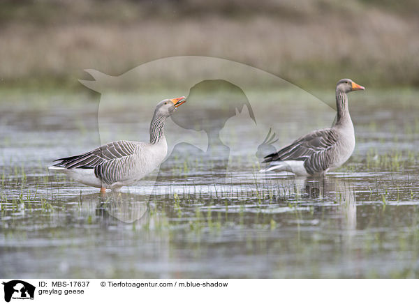 greylag geese / MBS-17637