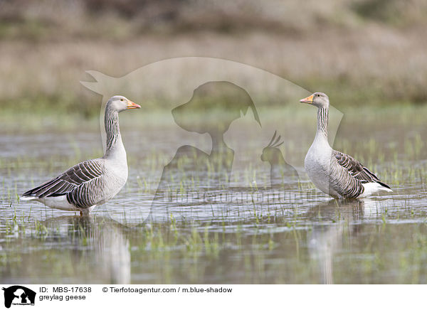 greylag geese / MBS-17638