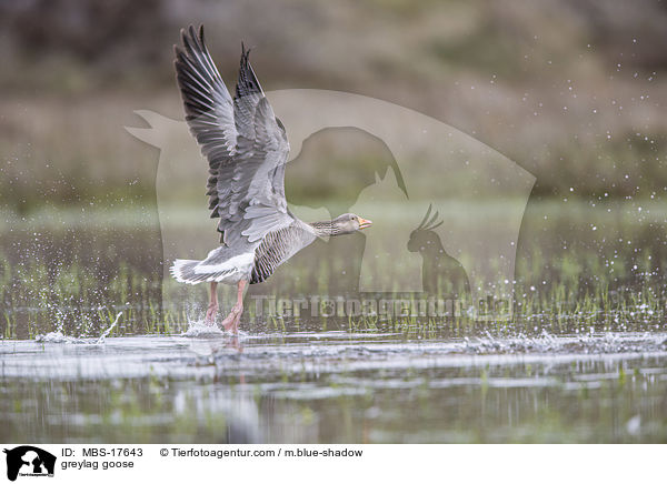 greylag goose / MBS-17643