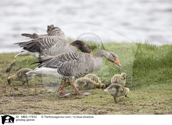 greylag geese / MBS-17652