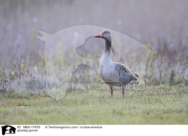 greylag goose / MBS-17655