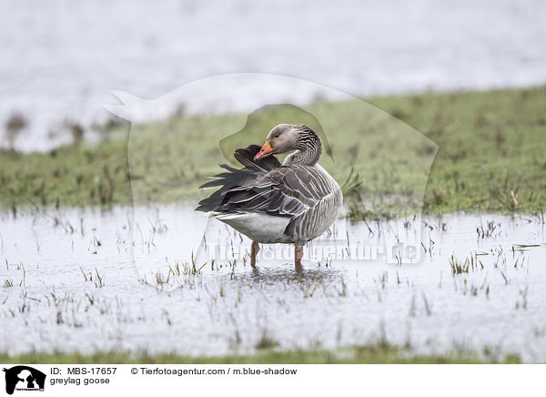 greylag goose / MBS-17657