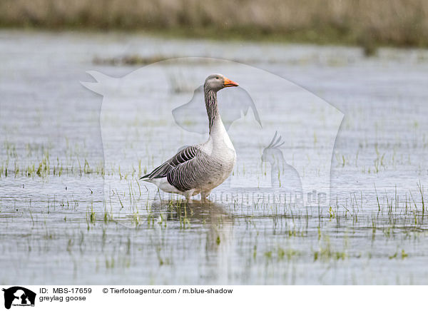 greylag goose / MBS-17659