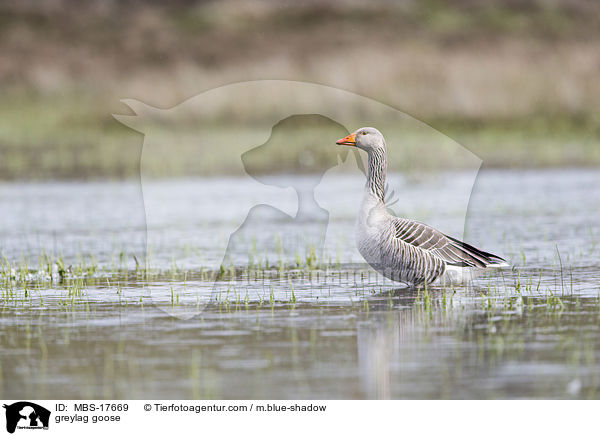 greylag goose / MBS-17669
