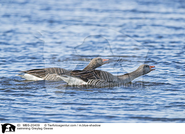 schwimmende Graugnse / swimming Greylag Geese / MBS-20409