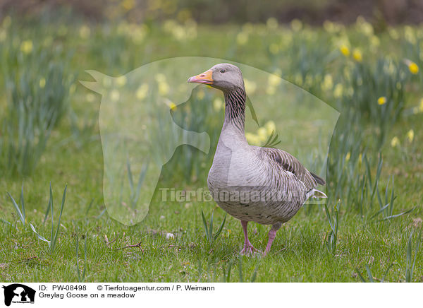 Graugans auf einer Wiese / Greylag Goose on a meadow / PW-08498