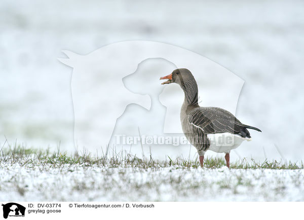 Graugans / greylag goose / DV-03774