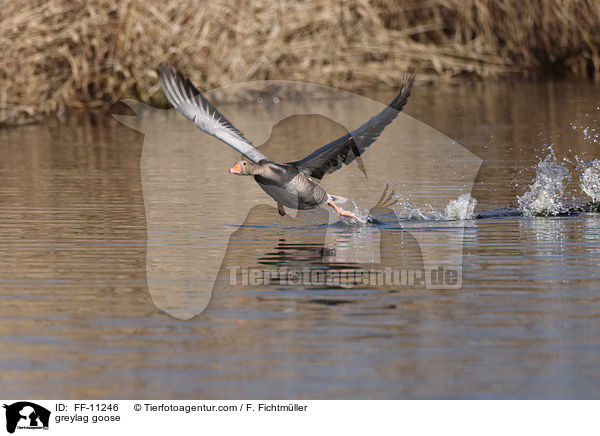 greylag goose / FF-11246