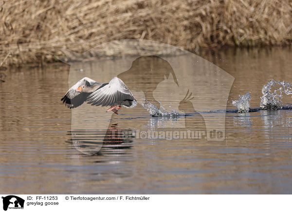 greylag goose / FF-11253