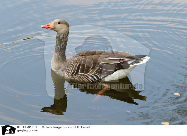 greylag goose / HL-01087