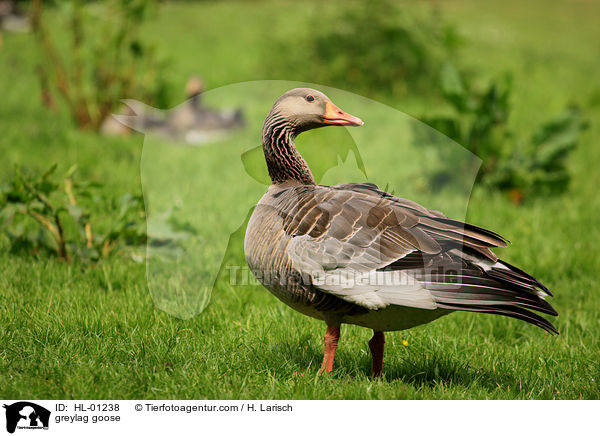 Graugans / greylag goose / HL-01238