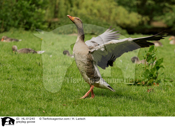 Graugans / greylag goose / HL-01240