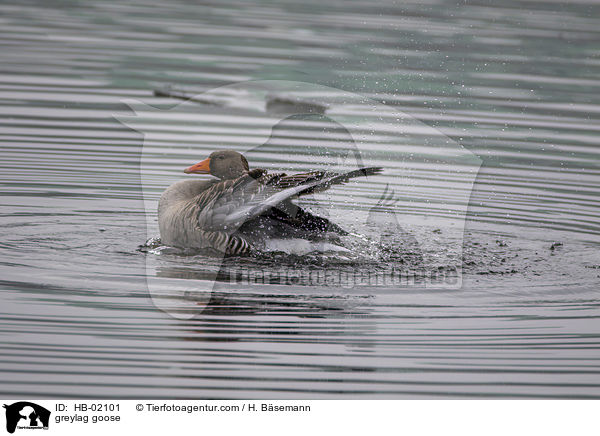 Graugans / greylag goose / HB-02101