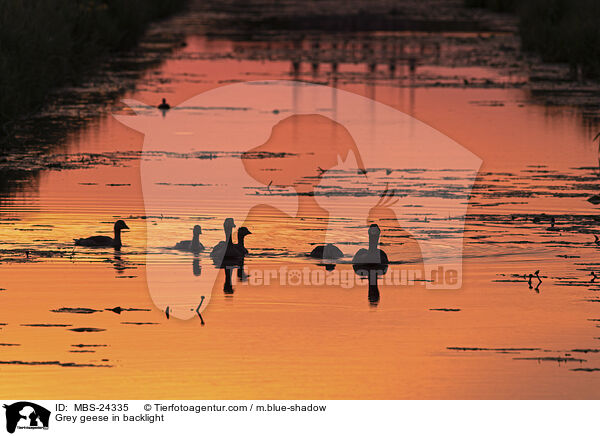 Graugnse im Gegenlicht / Grey geese in backlight / MBS-24335