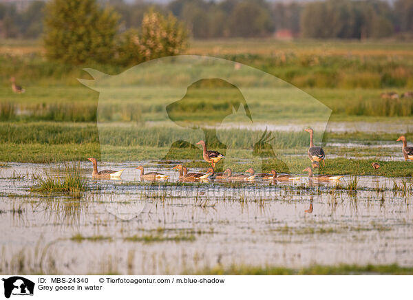 Grey geese in water / MBS-24340