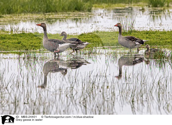Graugnse im Wasser / Grey geese in water / MBS-24401