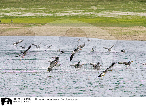 Greylag Goose / MBS-24402