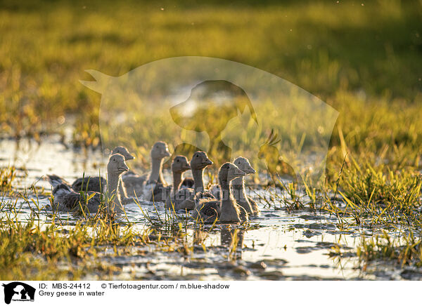 Graugnse im Wasser / Grey geese in water / MBS-24412