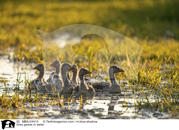 Graugnse im Wasser / Grey geese in water / MBS-24413