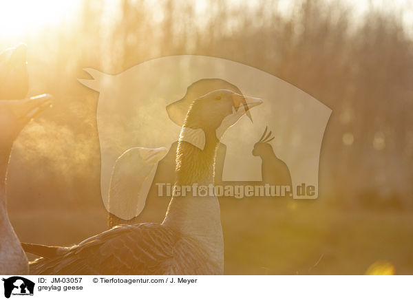 greylag geese / JM-03057