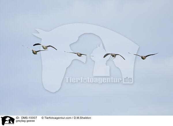 greylag geese / DMS-10007