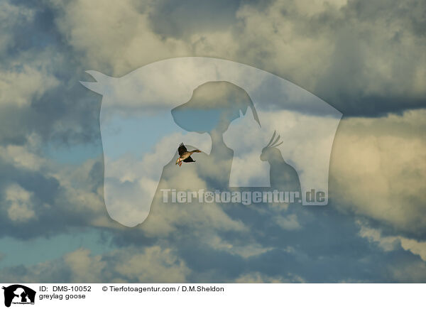 greylag goose / DMS-10052