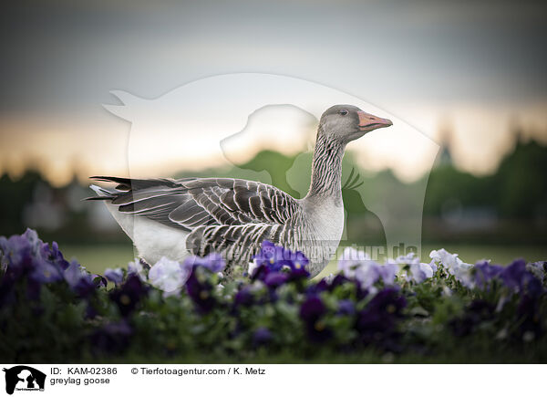 Graugans / greylag goose / KAM-02386