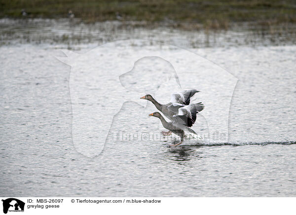 Graugnse / greylag geese / MBS-26097