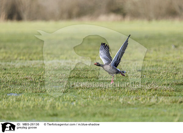 greylag goose / MBS-26136