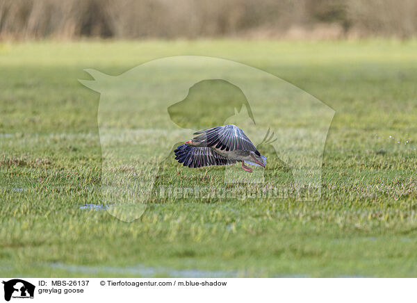 Graugans / greylag goose / MBS-26137