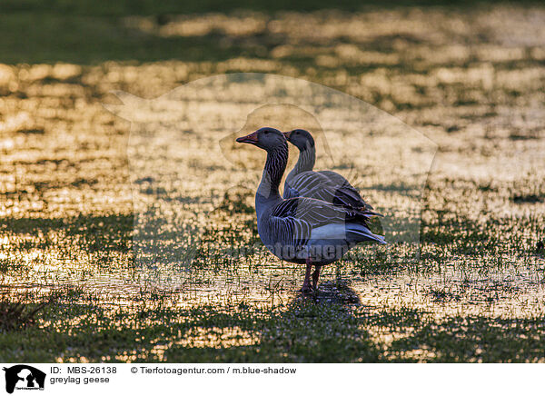 Graugnse / greylag geese / MBS-26138