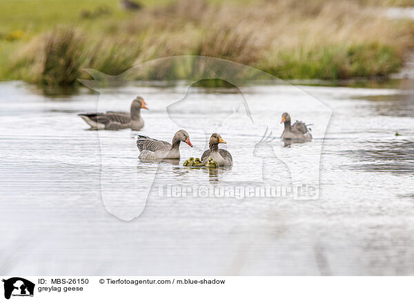 greylag geese / MBS-26150