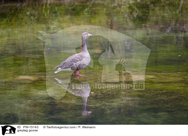 Graugans / greylag goose / PW-15143
