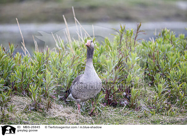 Graugans / greylag goose / MBS-26845