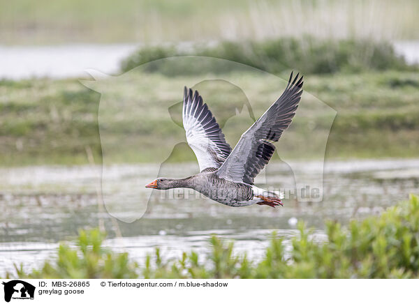 Graugans / greylag goose / MBS-26865