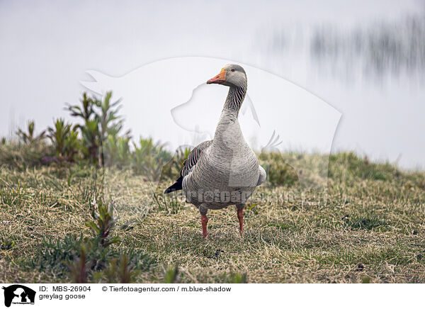 Graugans / greylag goose / MBS-26904