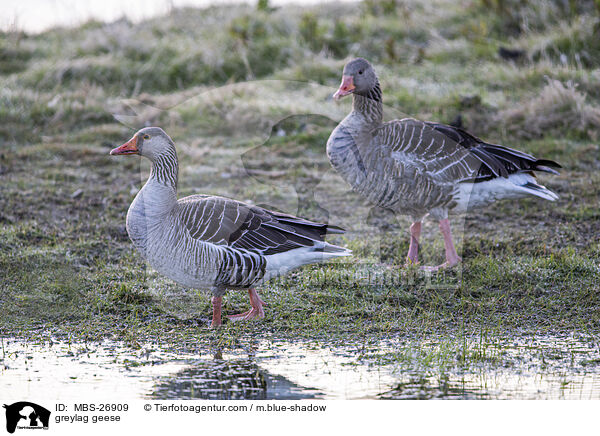 Graugnse / greylag geese / MBS-26909