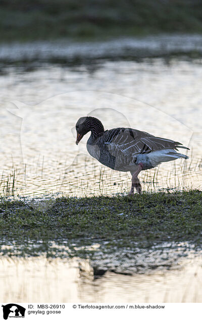 greylag goose / MBS-26910