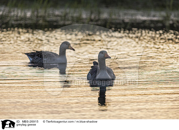 Graugnse / greylag geese / MBS-26915