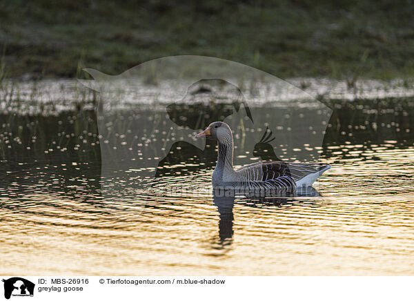 greylag goose / MBS-26916