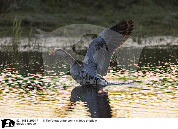 greylag goose / MBS-26917