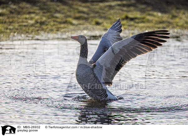 Graugans / greylag goose / MBS-26932